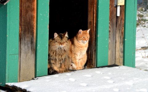 Cat Small To Medium Sized Cats Fauna Whiskers