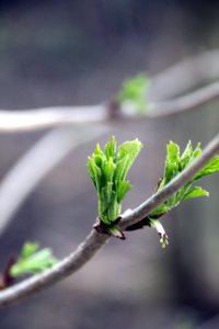 Leaf Branch Plant Bud