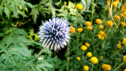 Flower Flora Thistle Plant