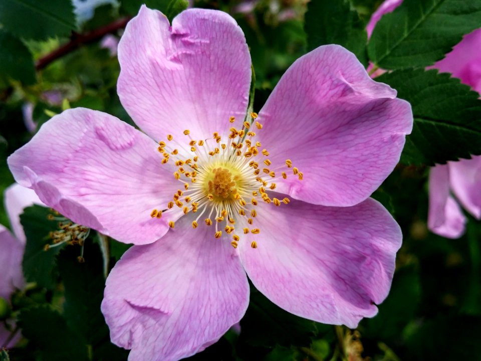 Flower Rosa Canina Rose Family Rosa Palustris