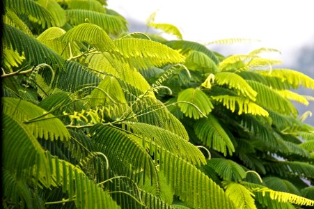 Vegetation Leaf Plant Biome