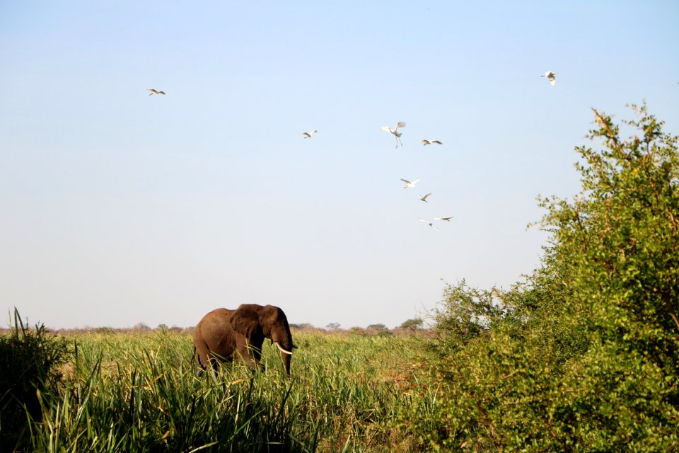 Ecosystem Grassland Wildlife Fauna