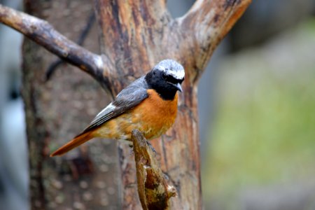 Bird Beak Fauna Old World Flycatcher photo