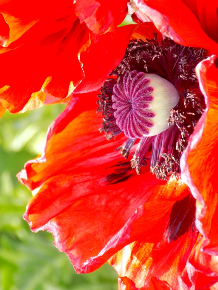 Flower Flowering Plant Orange Petal