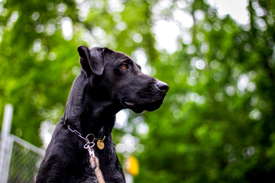 Dog Dog Breed Dog Like Mammal Snout