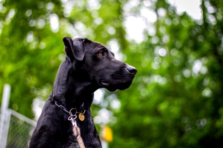 Dog Dog Breed Dog Like Mammal Snout