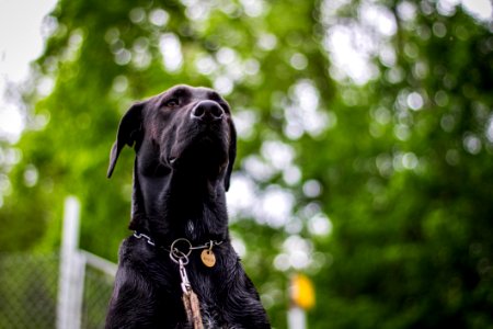 Dog Black Dog Breed Mammal