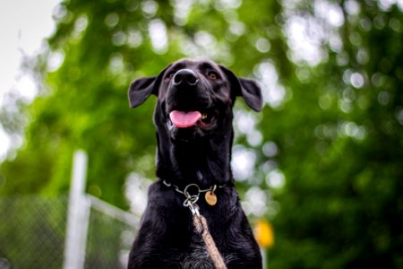 Dog Black Dog Breed Dog Like Mammal