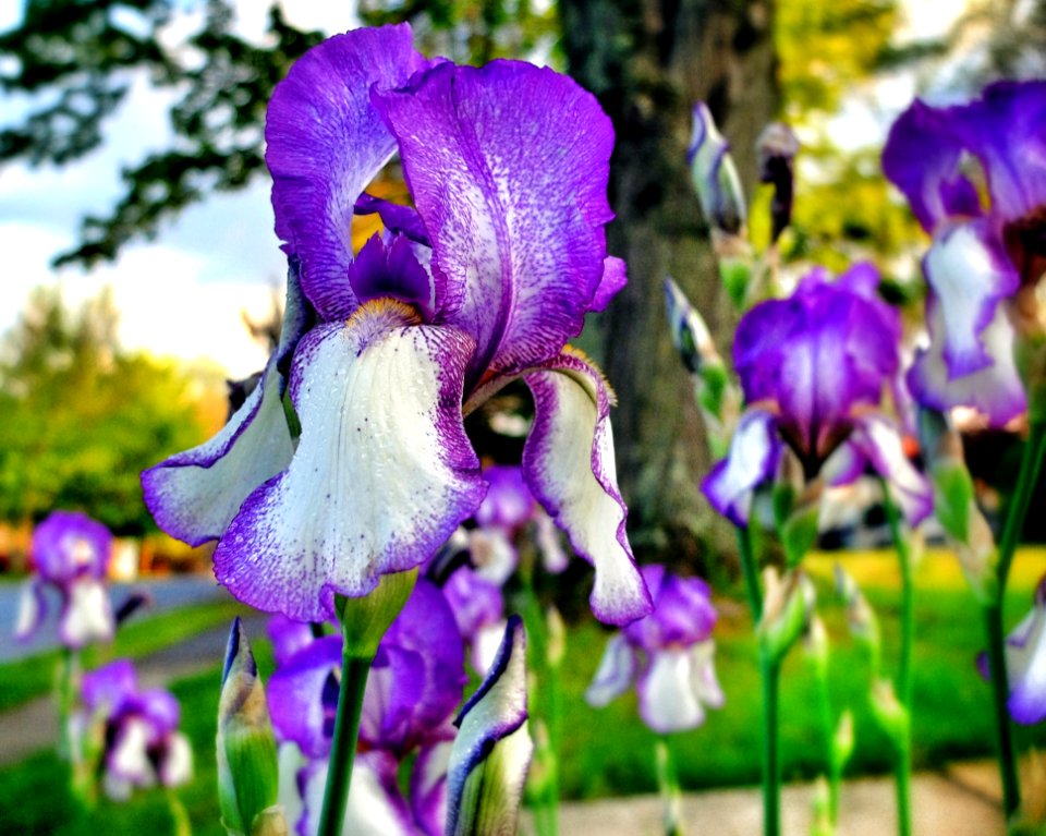 Flower Plant Flora Purple photo