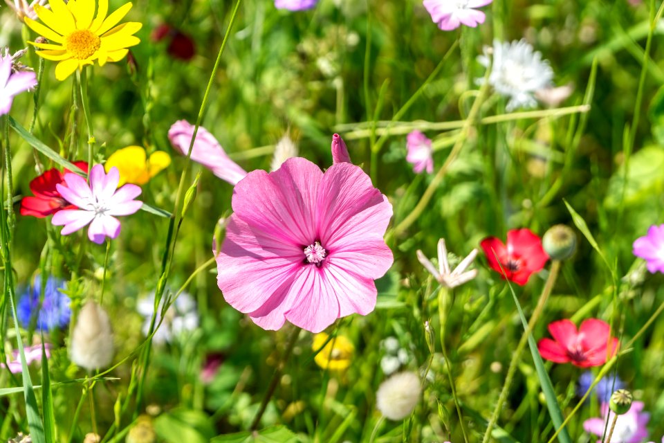 Flower Plant Flora Flowering Plant