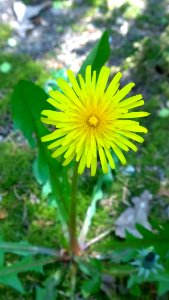 Flower Yellow Flora Dandelion