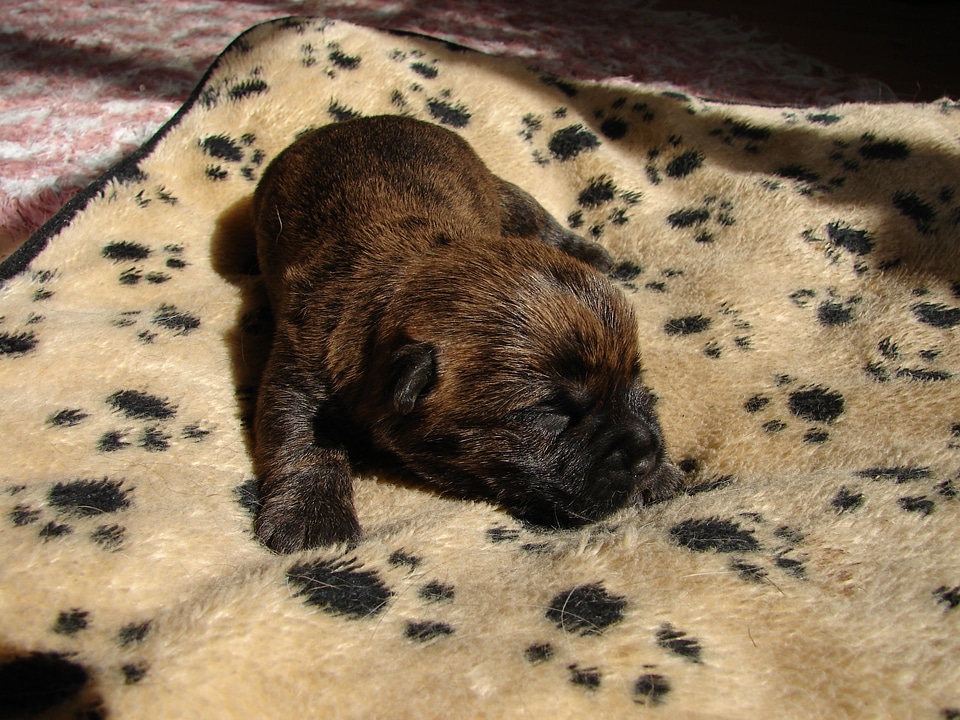 Cairn terriers dog puppy