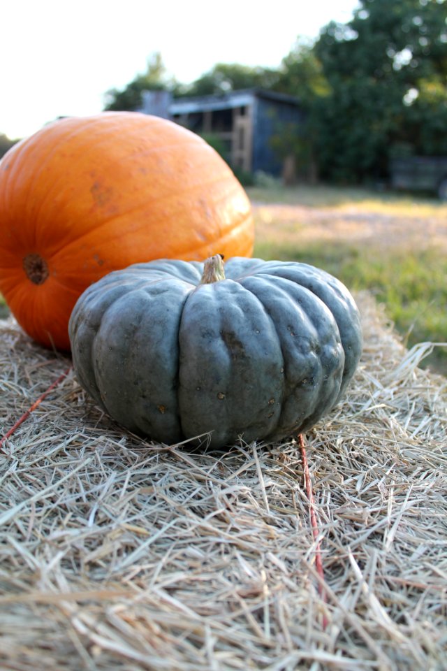 Pumpkin Winter Squash Cucurbita Calabaza