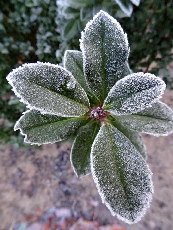 Leaf Frost Plant Flora