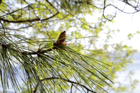 Tree Branch Ecosystem Vegetation