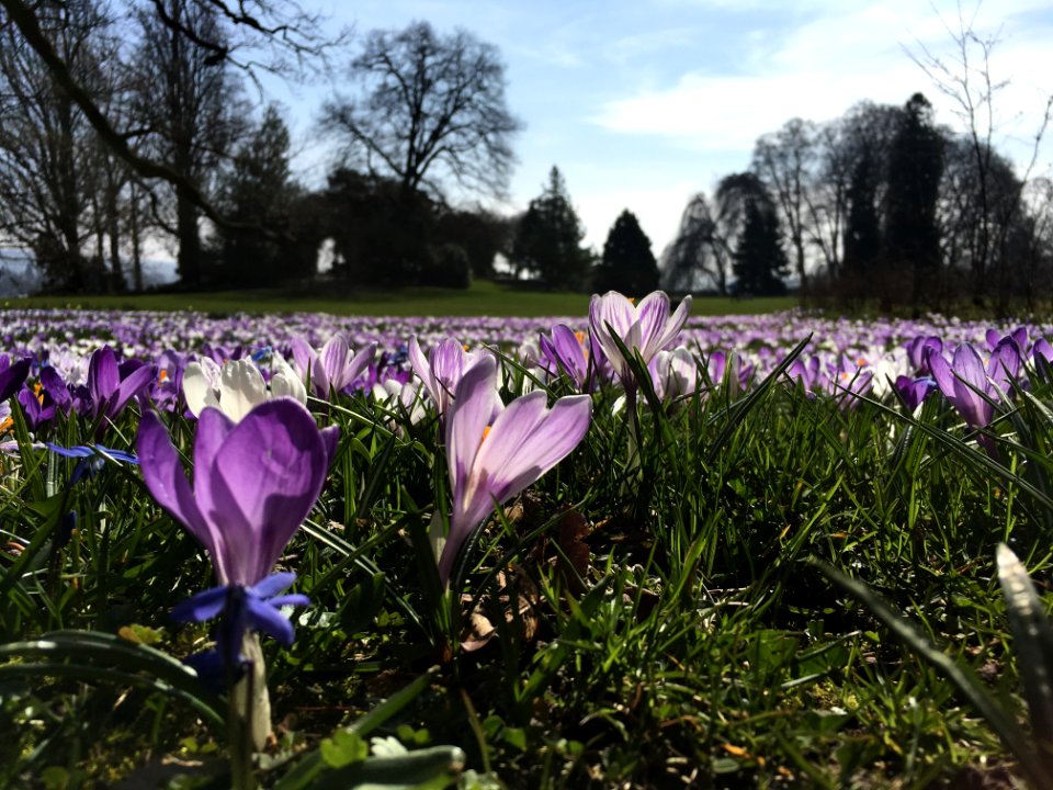 Flower Plant Flowering Plant Spring photo