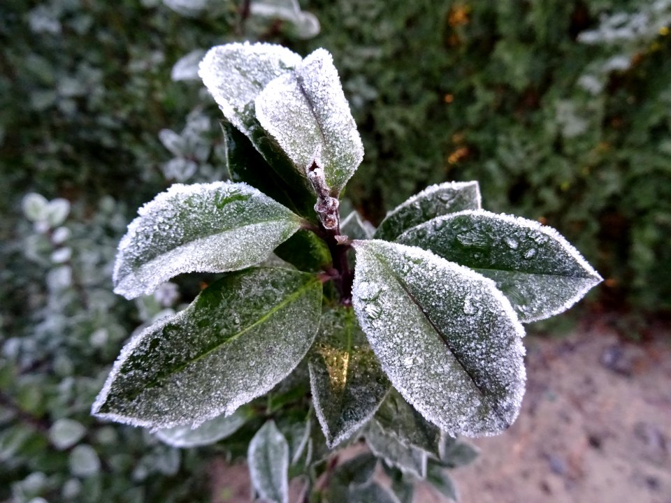Leaf Plant Flora Frost