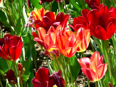 Flower Plant Flowering Plant Tulip