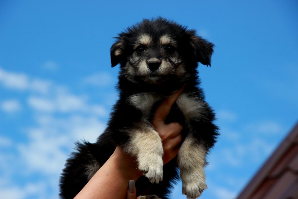 Dog Dog Like Mammal Dog Breed Dog Breed Group