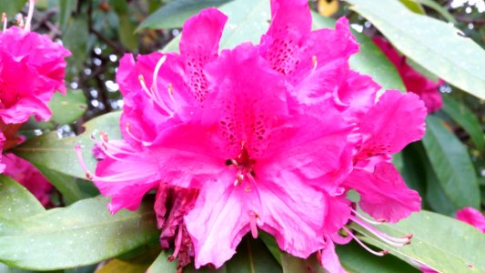 Flower Plant Pink Flowering Plant