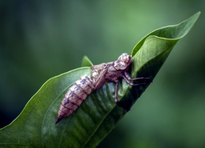 Insect Leaf Invertebrate Macro Photography