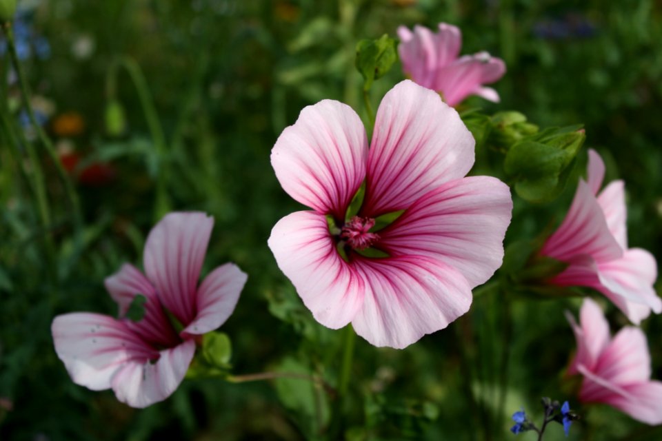 Flower Plant Flora Flowering Plant