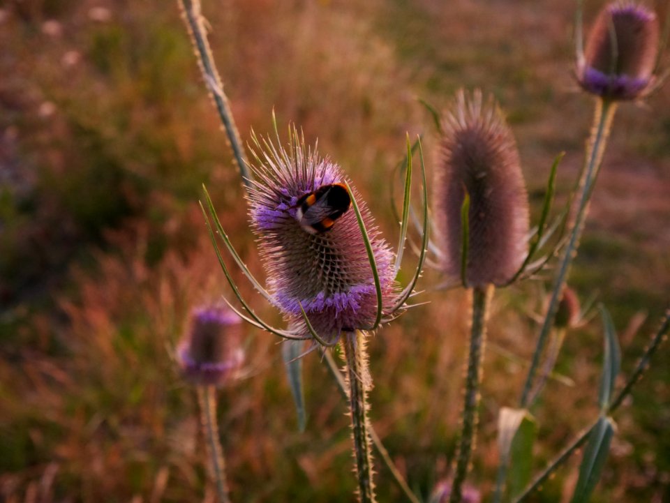 Plant Purple Flora Flower