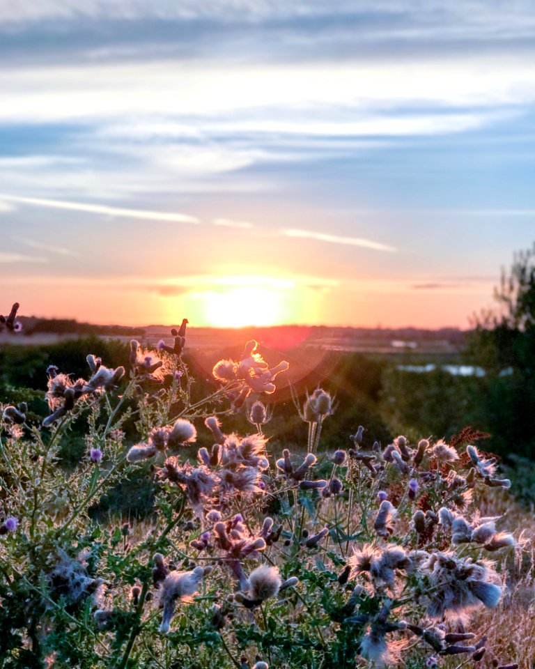 Sky Ecosystem Flower Wildflower