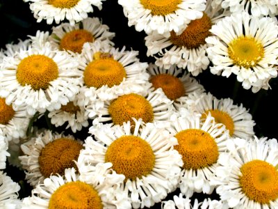 Flower Oxeye Daisy Daisy Chamaemelum Nobile photo