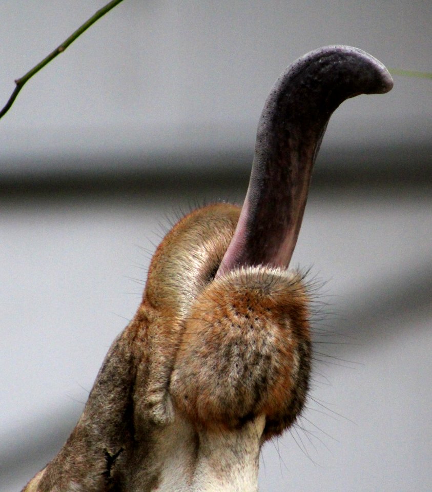 Close Up Organism Fur Snout