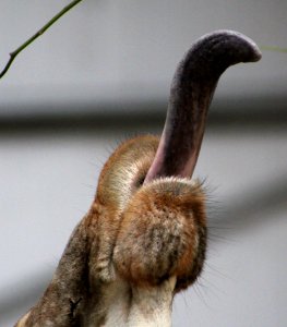 Close Up Organism Fur Snout photo