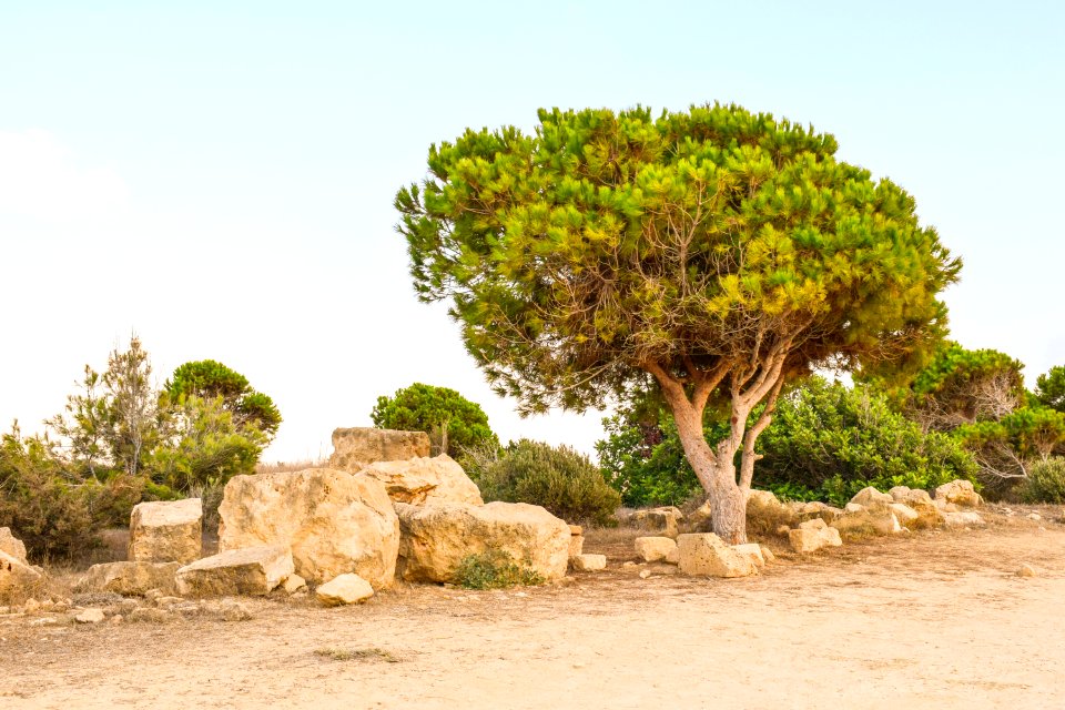 Tree Vegetation Ecosystem Shrubland