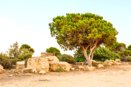 Tree Vegetation Ecosystem Shrubland