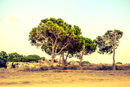 Tree Vegetation Ecosystem Savanna photo