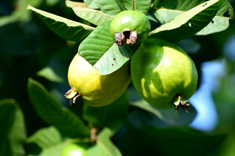 Fruit Fruit Tree Feijoa Produce