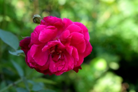 Flower Rose Family Rose Floribunda