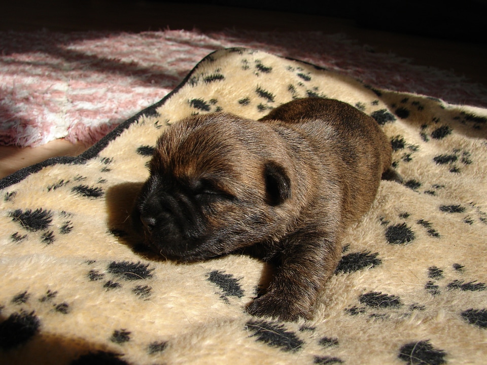 Cairn terriers dog puppy