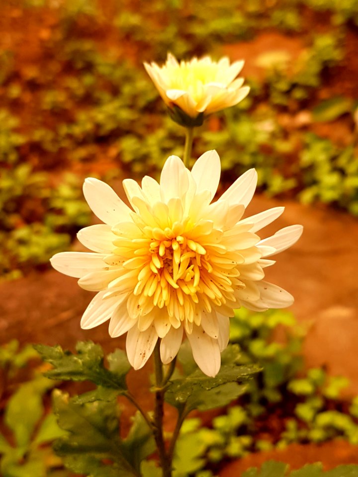 Flower Yellow Plant Flora
