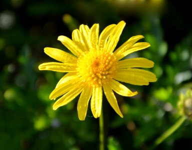 Flower Yellow Flora Marguerite Daisy photo