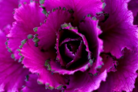 Flower Violet Pink Purple