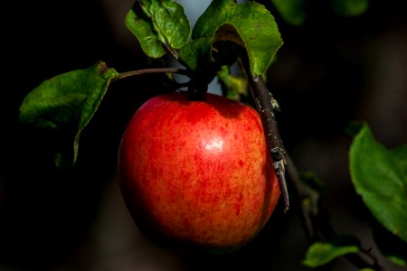 Fruit Apple Local Food Produce