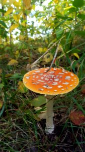 Leaf Mushroom Fungus Agaric photo