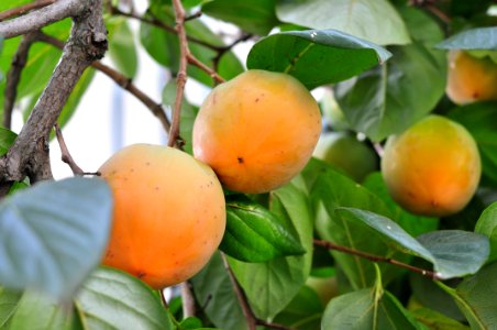 Fruit Tree Fruit Diospyros Persimmon