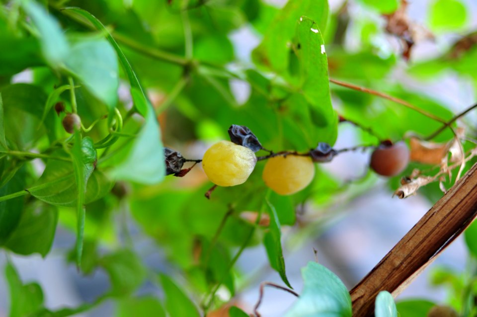 Flora Branch Fruit Tree Fruit