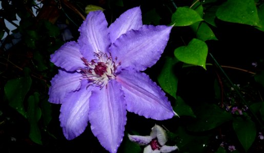 Flower Plant Flora Flowering Plant