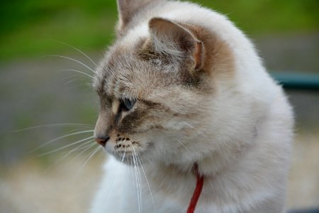 Cat Whiskers Fauna Small To Medium Sized Cats