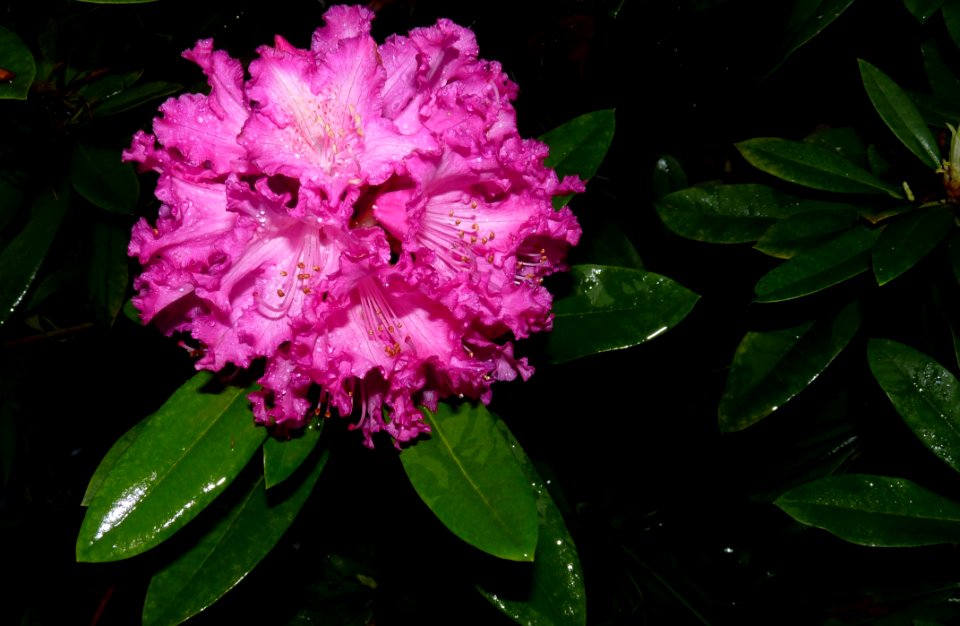 Plant Flower Flora Flowering Plant