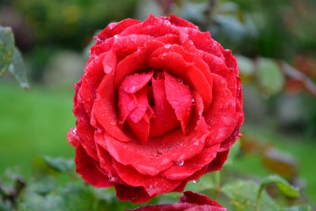 Rose Red Flower Rose Family