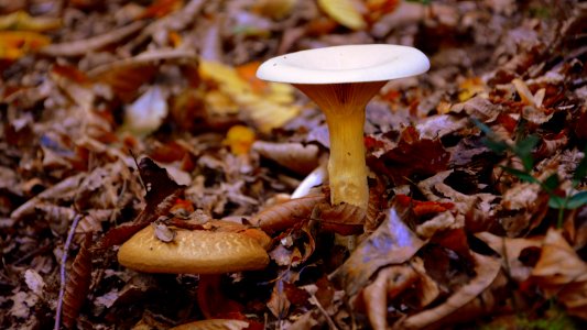 Fungus Mushroom Edible Mushroom Medicinal Mushroom