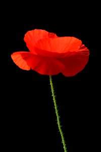 Flower Red Poppy Coquelicot